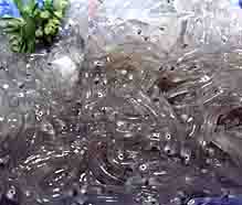 ���̍��̖l�́E�E�E�E�E������������́H