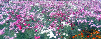 ���̍��̖l�́E�E�E�E�E������������́H