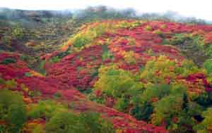 ���̍��̖l�́E�E�E�E�E������������́H