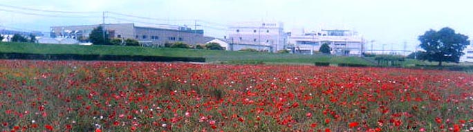 ���̍��̖l�́E�E�E�E�E������������́H