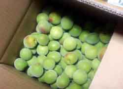 ���̍��̖l�́E�E�E�E�E������������́H