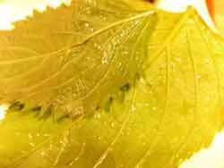 ���̍��̖l�́E�E�E�E�E������������́H