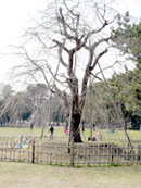 ���̍��̖l�́E�E�E�E�E������������́H