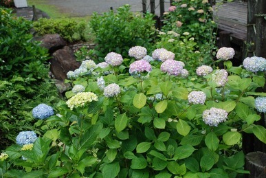 �΂��u����V������{�̕��𔭐M���܂�