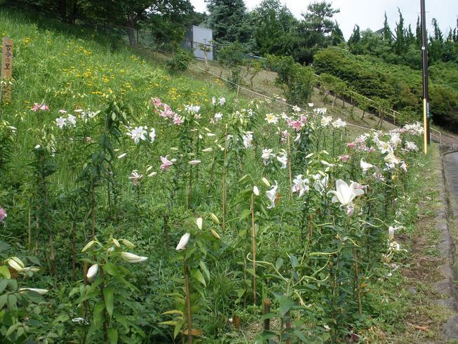 �΂��u����V������{�̕��𔭐M���܂�