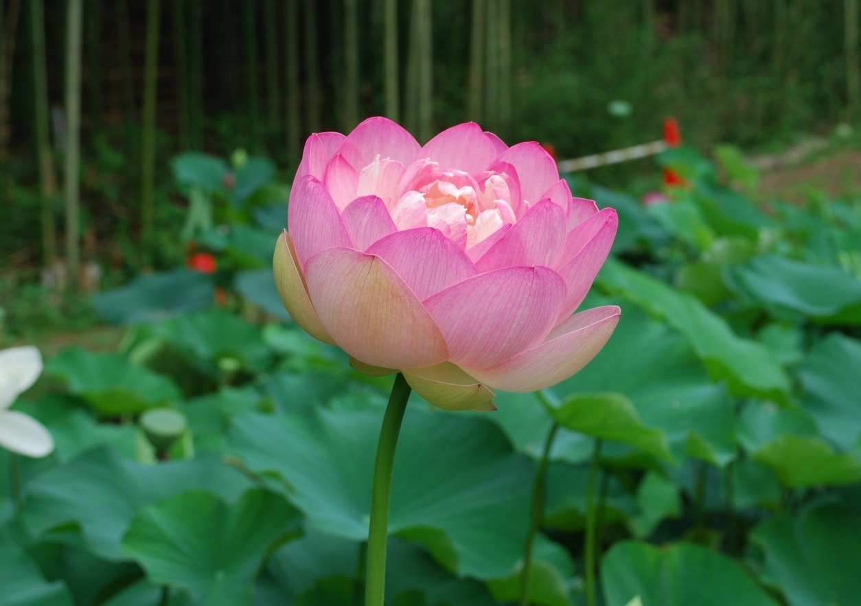 �΂��u����V������{�̕��𔭐M���܂�