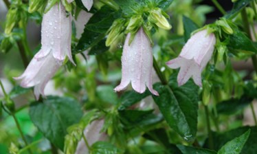 �΂��u����V������{�̕��𔭐M���܂�