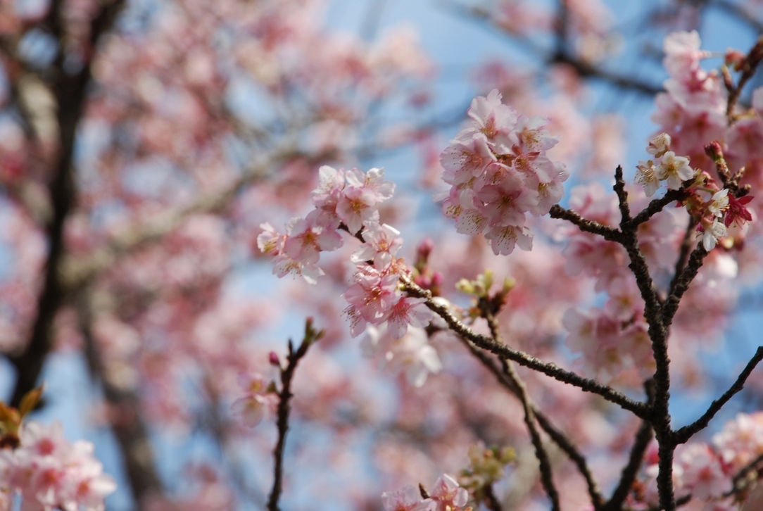 �΂��u����V������{�̕��𔭐M���܂�