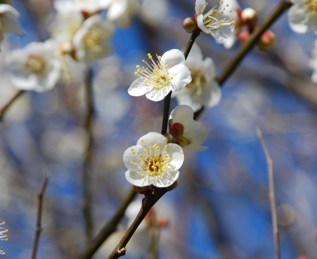 �΂��u����V������{�̕��𔭐M���܂�