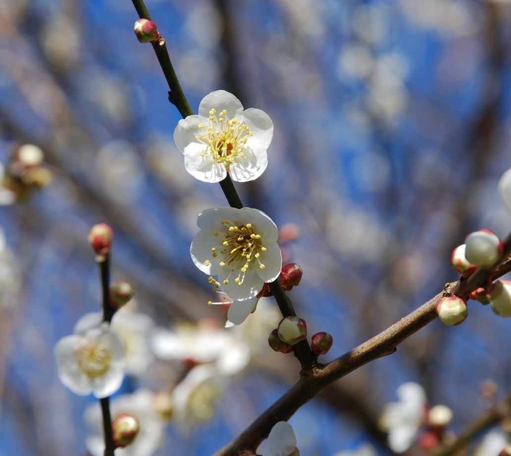 �΂��u����V������{�̕��𔭐M���܂�