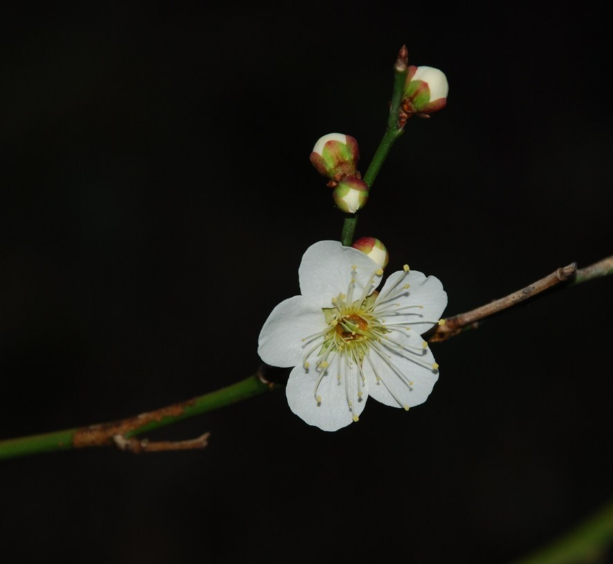 �΂��u����V������{�̕��𔭐M���܂�