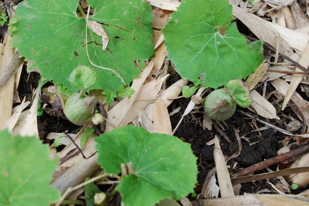 �΂��u����V������{�̕��𔭐M���܂�