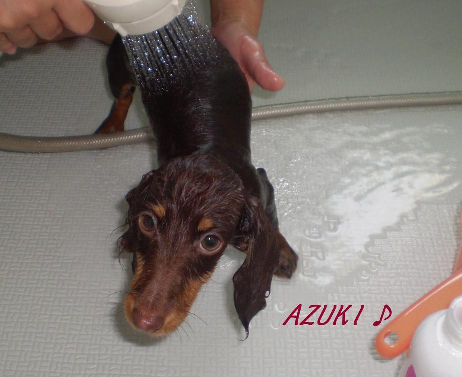 �_���{�́@���݂�