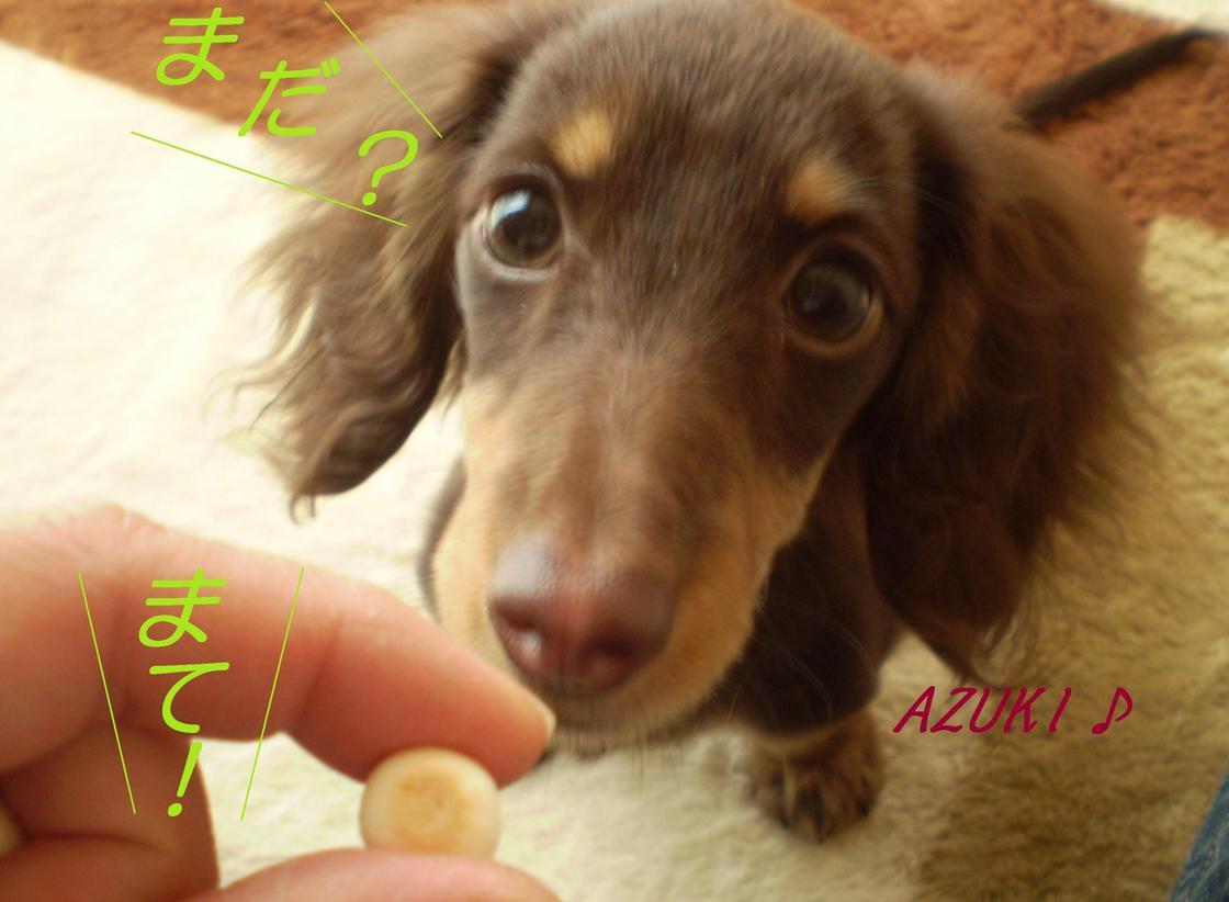 �_���{�́@���݂�