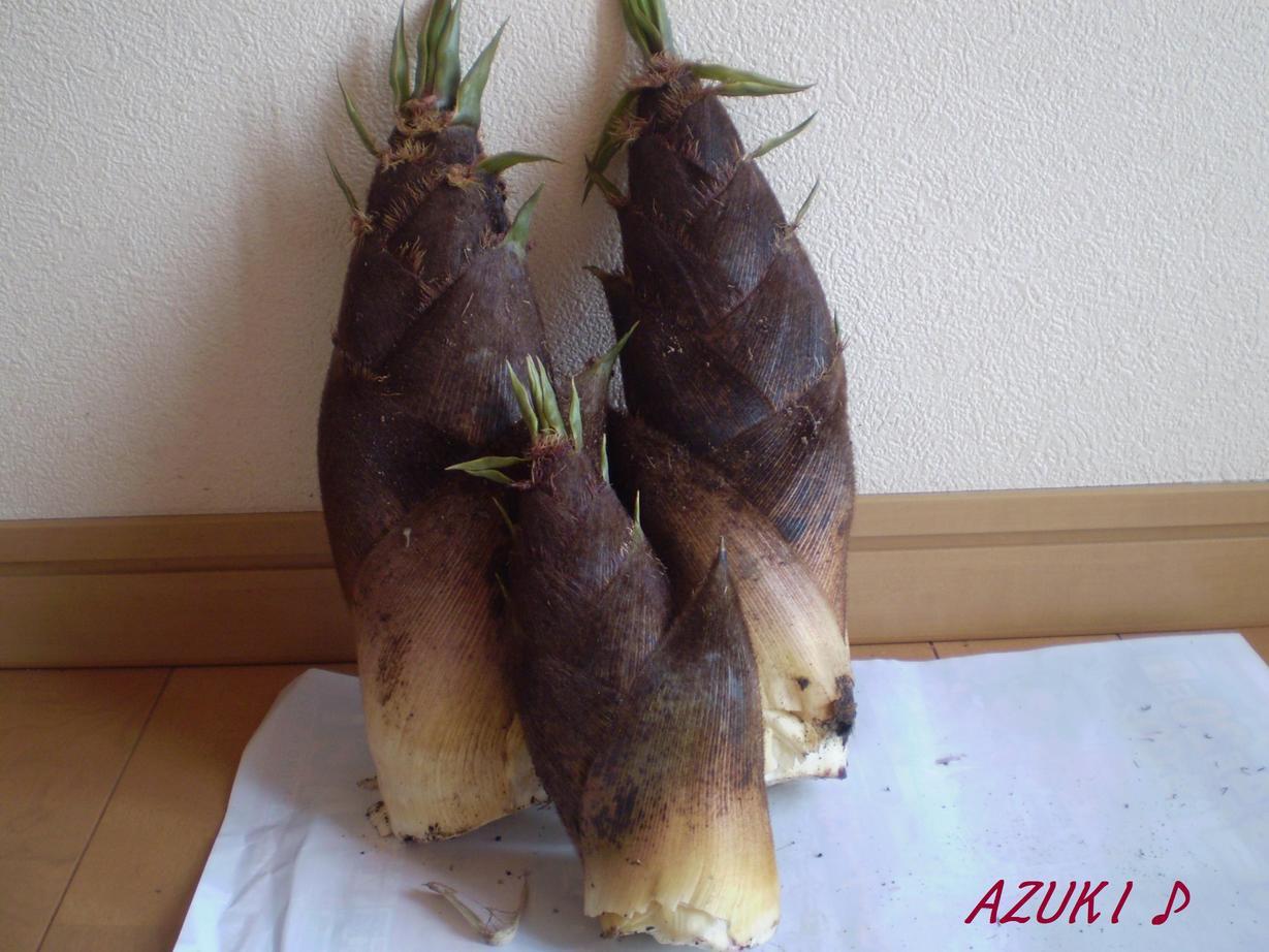 �_���{�́@���݂�