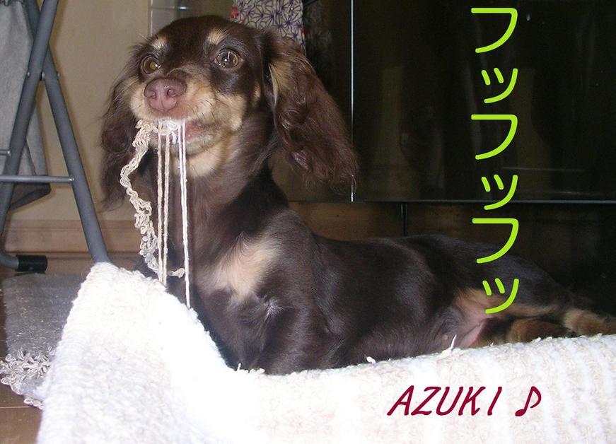 �_���{�́@���݂�