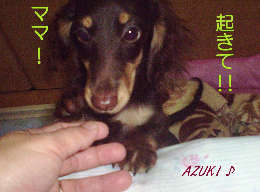 �_���{�́@���݂�