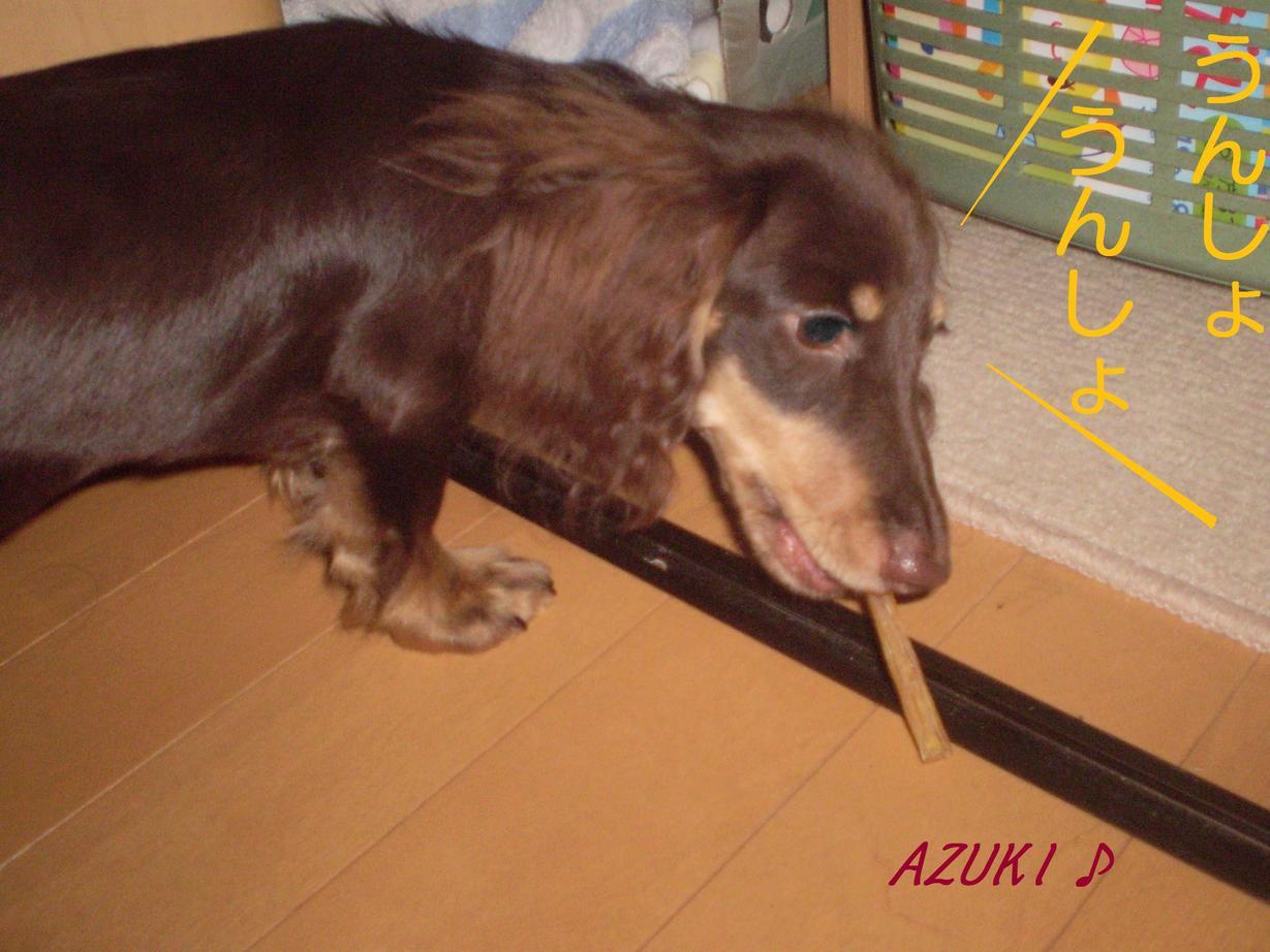 �_���{�́@���݂�