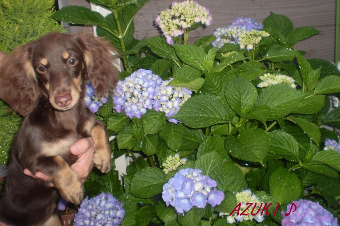 �_���{�́@���݂�