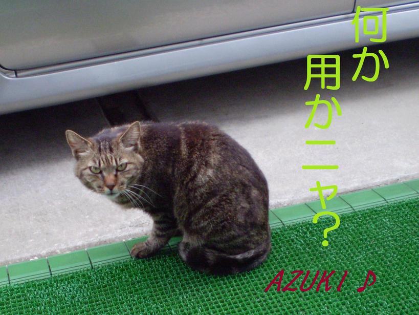 �_���{�́@���݂�