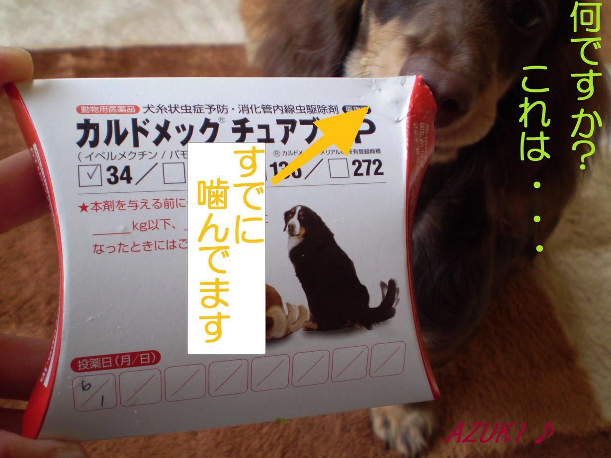 �_���{�́@���݂�