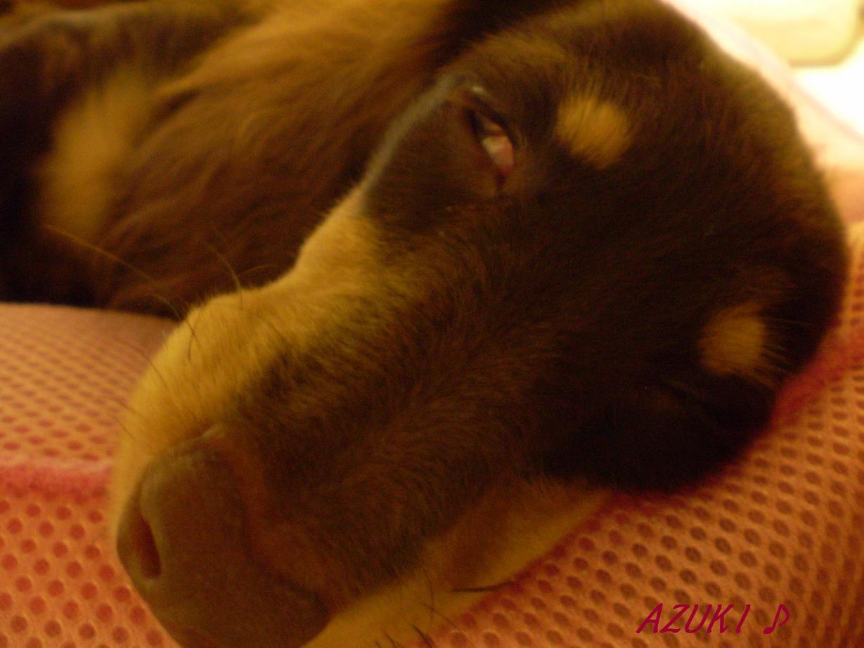 �_���{�́@���݂�