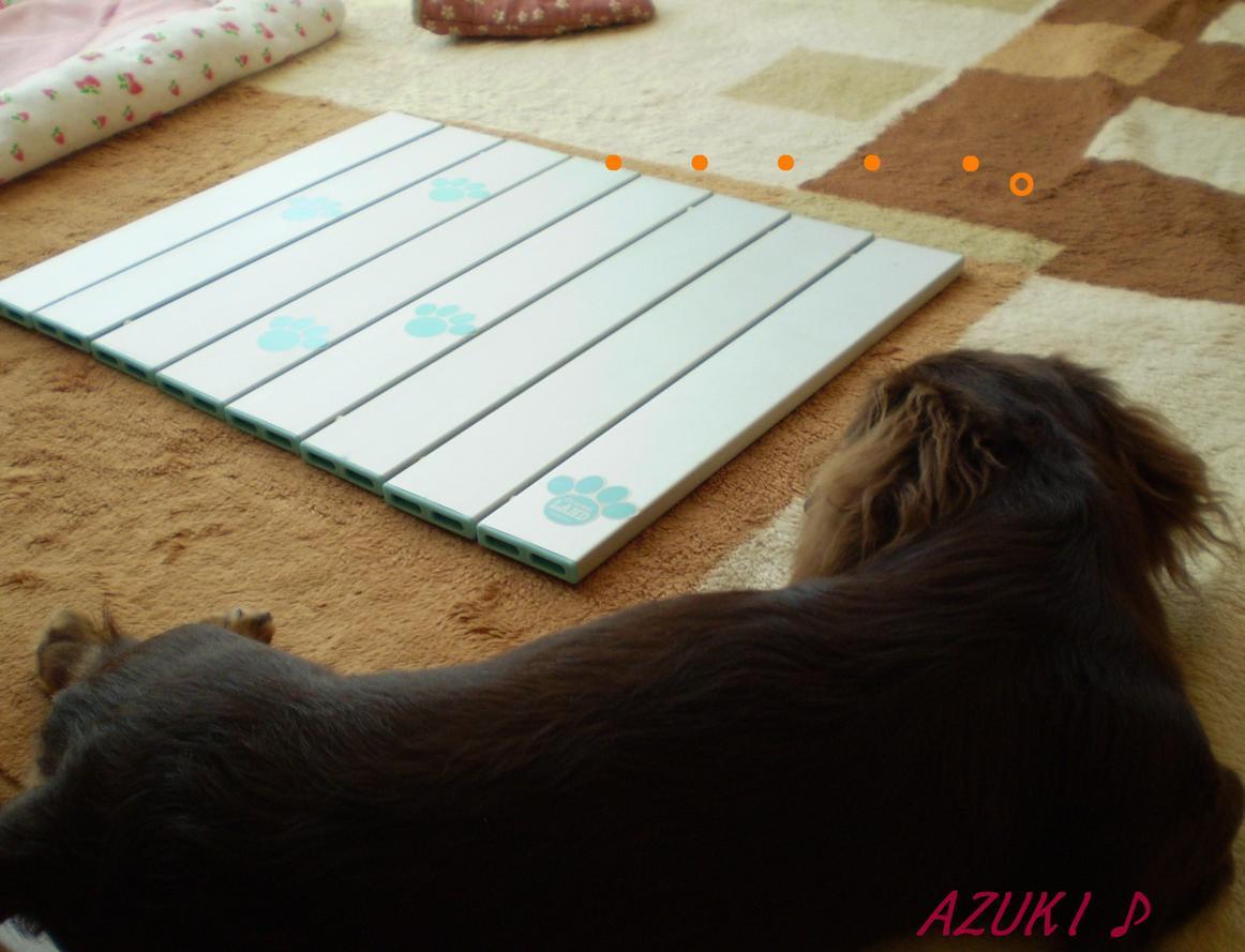 �_���{�́@���݂�