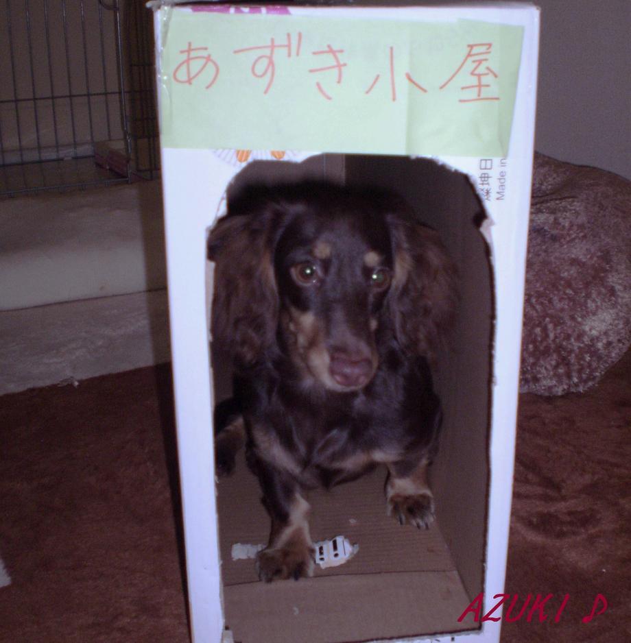 �_���{�́@���݂�