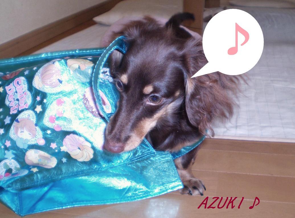 �_���{�́@���݂�