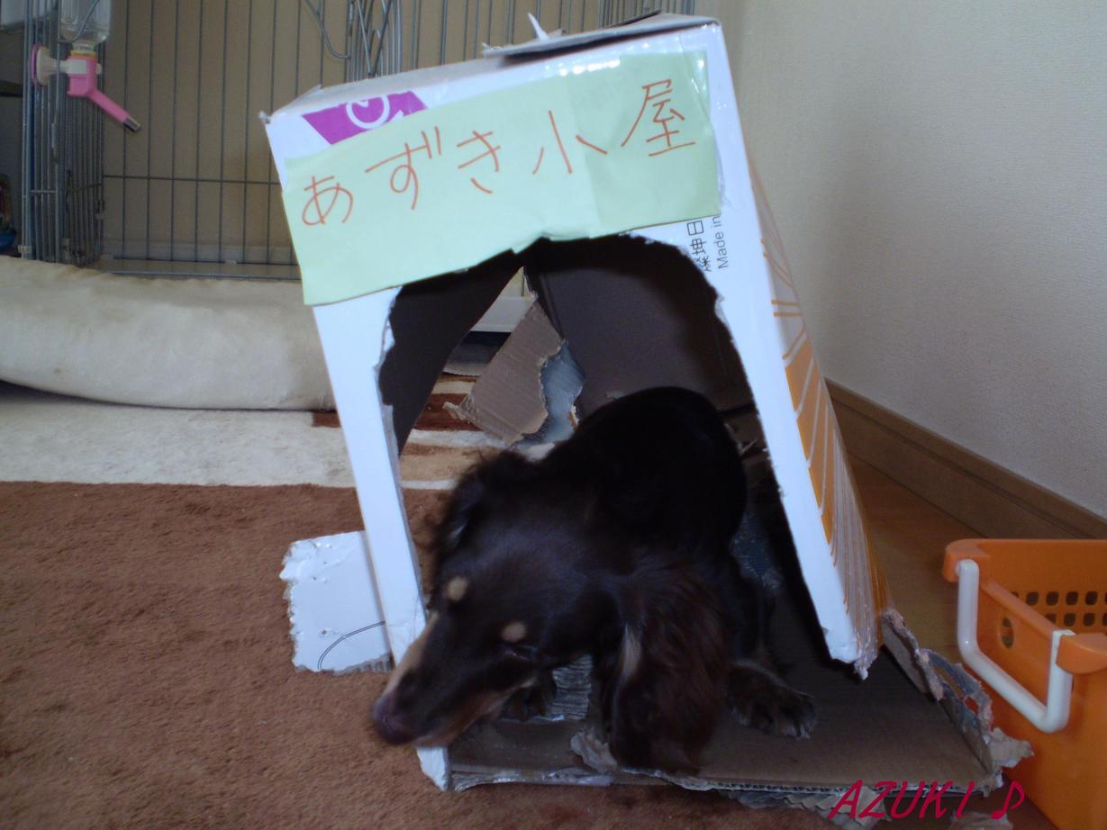 �_���{�́@���݂�