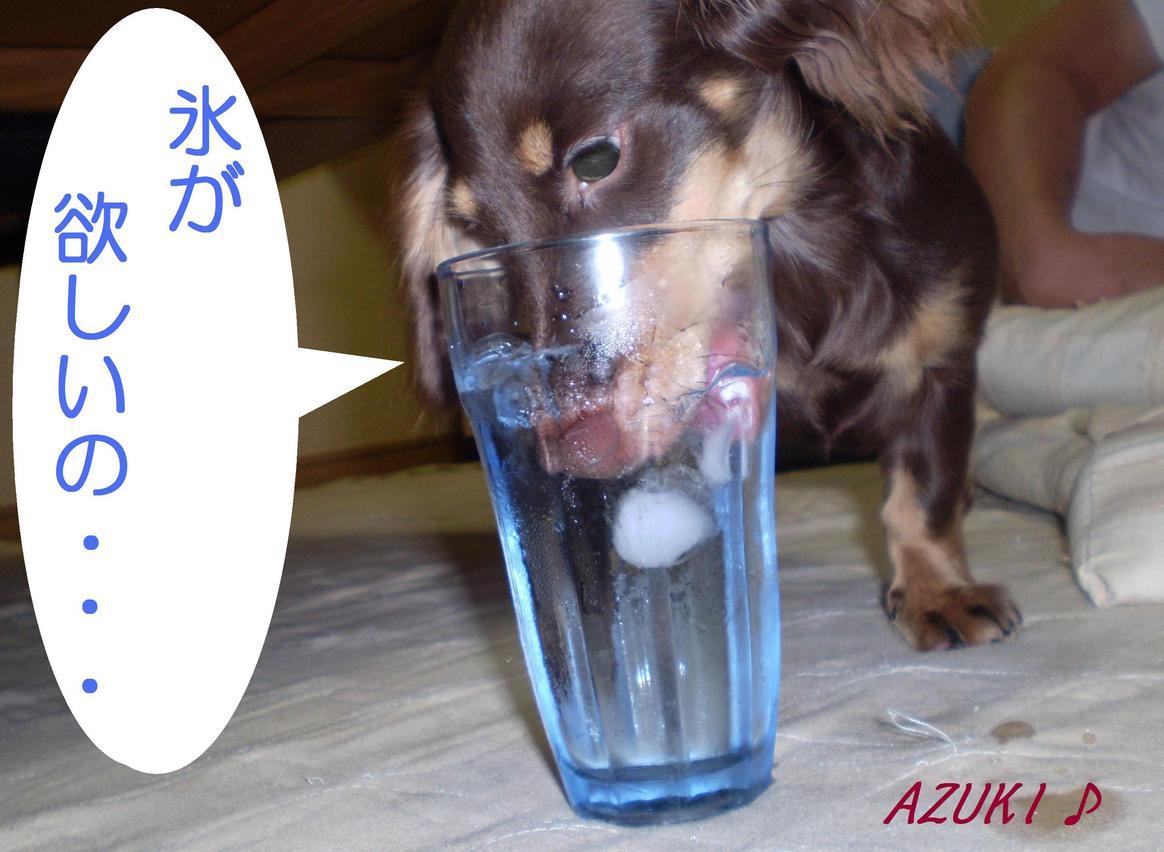 �_���{�́@���݂�