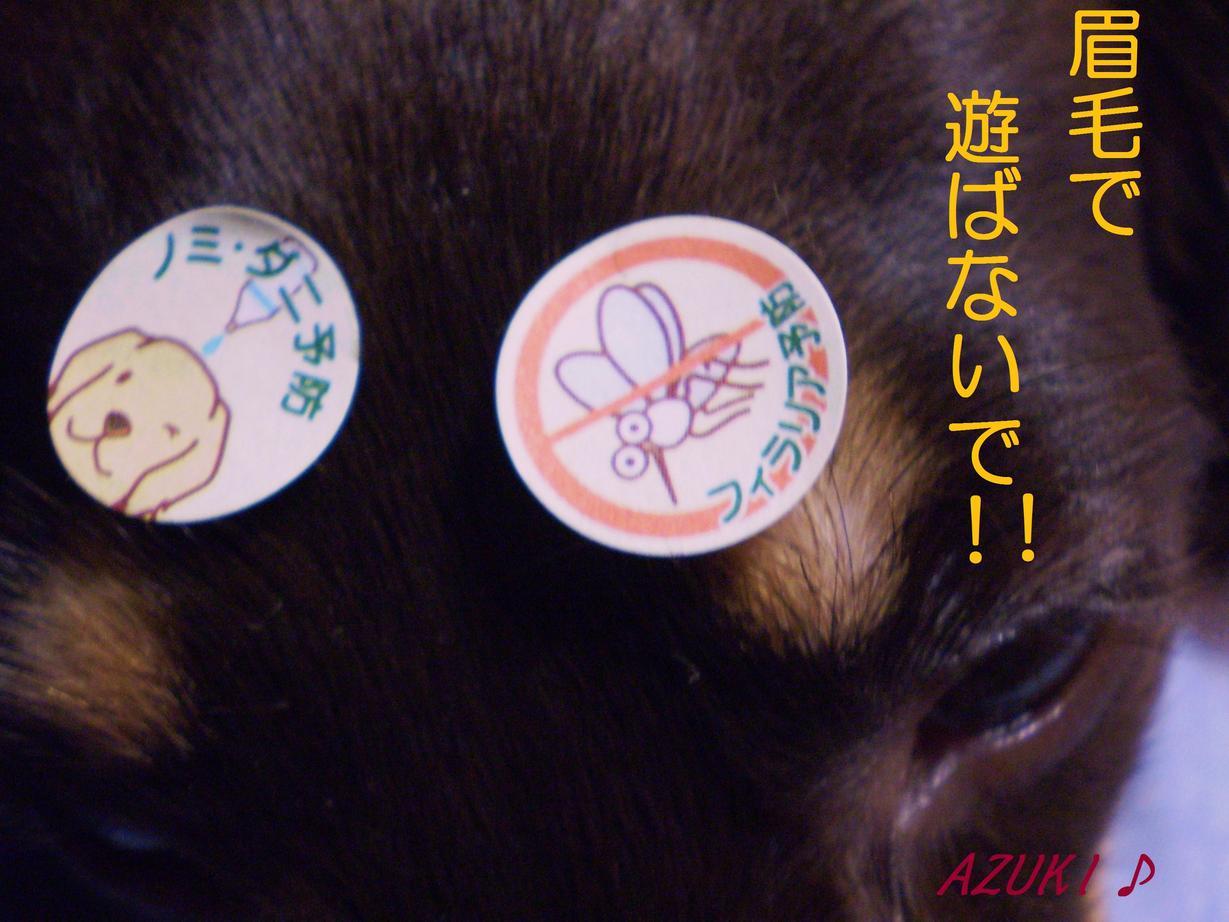 �_���{�́@���݂�