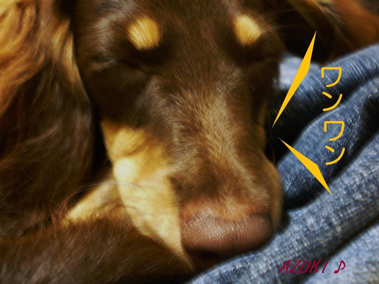 �_���{�́@���݂�