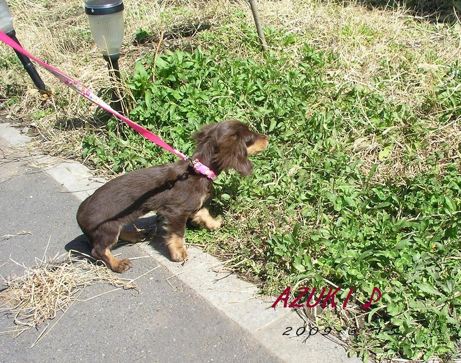 �_���{�́@���݂�