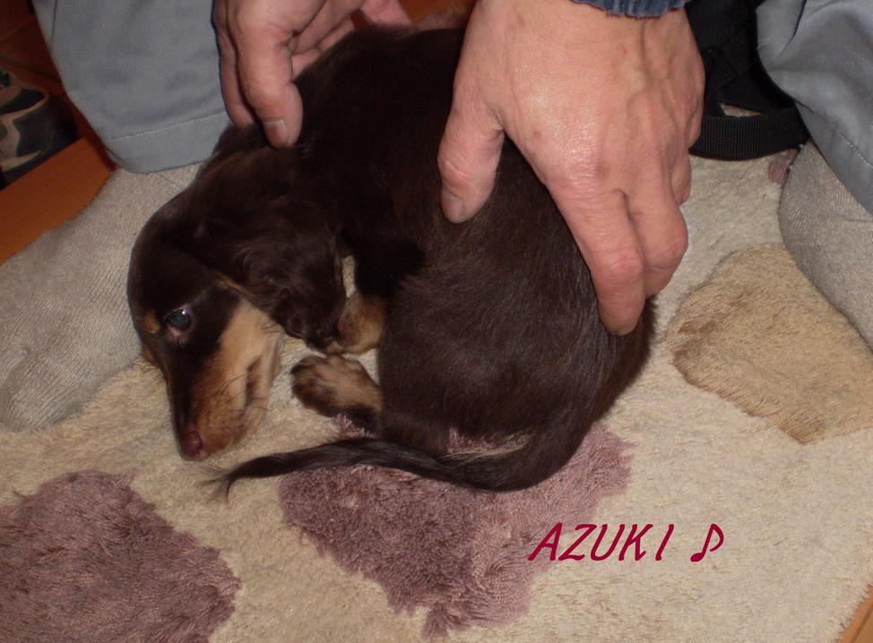 �_���{�́@���݂�