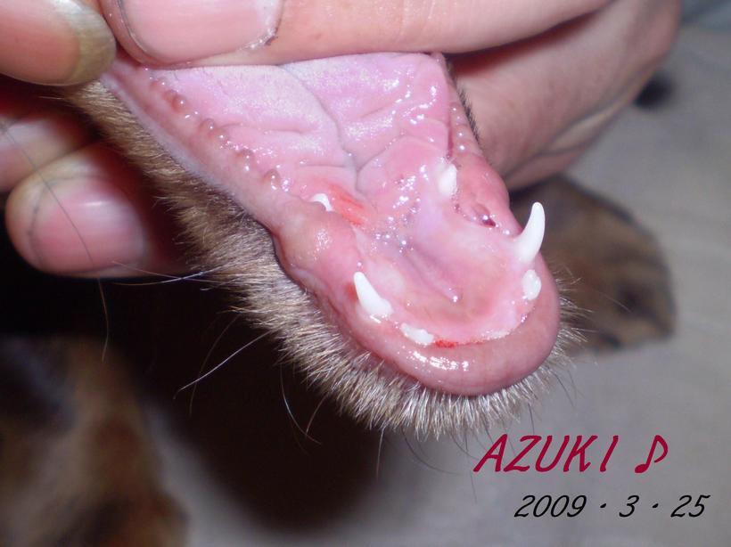 �_���{�́@���݂�