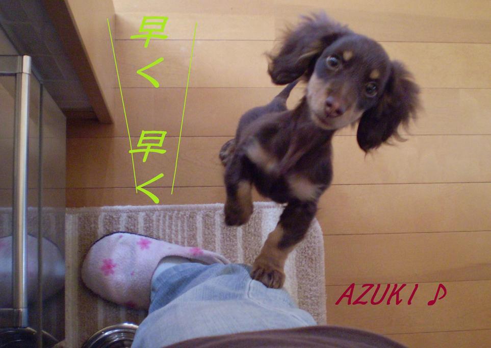 �_���{�́@���݂�