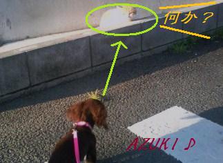 �_���{�́@���݂�