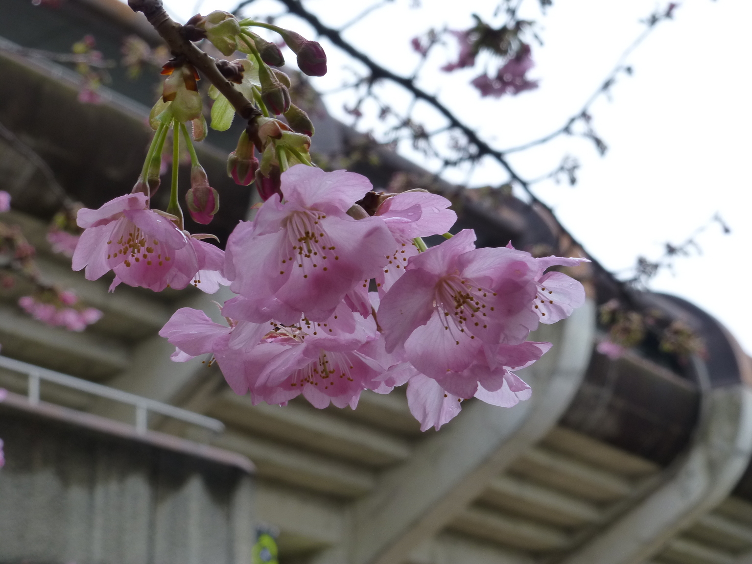 �f���I�f���I�x���}�[��