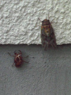 �ׂ邤���ǉƂ̓��L