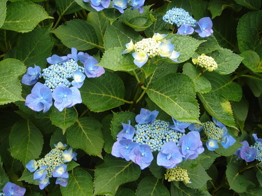 �ׂ邤���ǉƂ̓��L