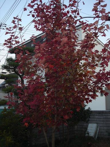 �ׂ邤���ǉƂ̓��L