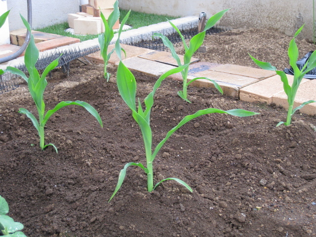 ���������̎��ȉ������L