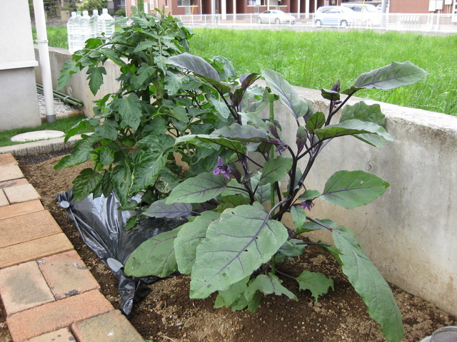 ���������̎��ȉ������L