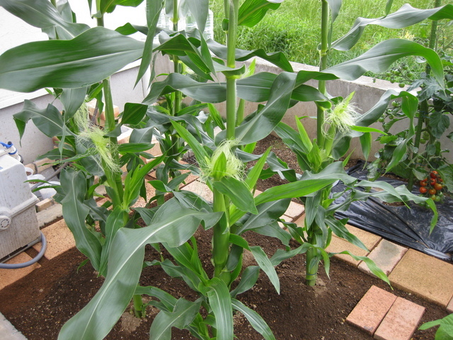 ���������̎��ȉ������L