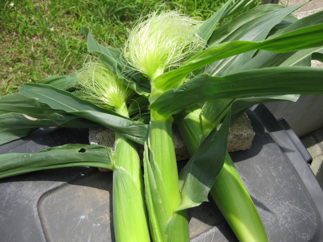 ���������̎��ȉ������L