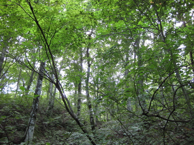 ���������̎��ȉ������L