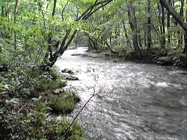 ���������̎��ȉ������L