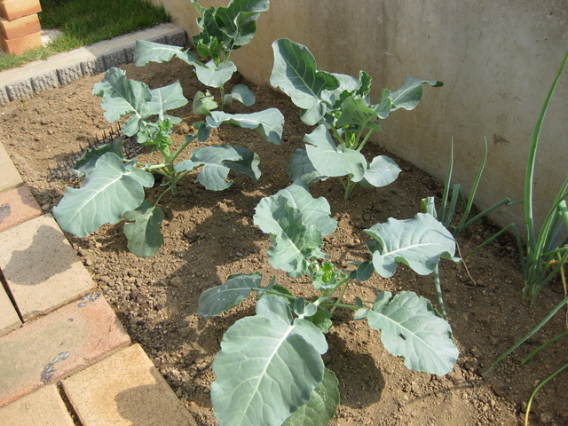 ���������̎��ȉ������L