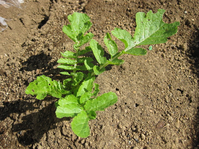 ���������̎��ȉ������L